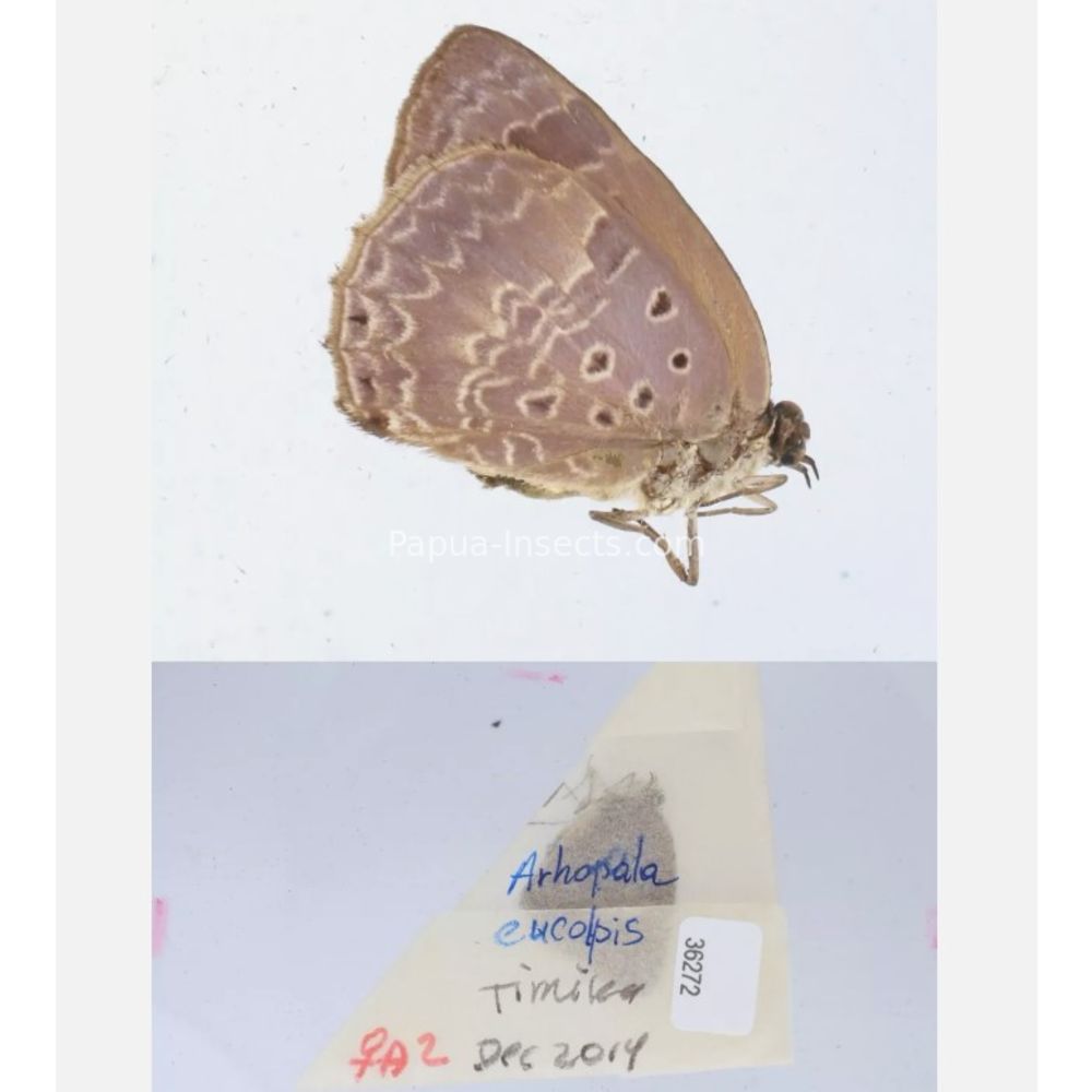 Arhopala sp. of Lycaenidae from different islads of Indonesia