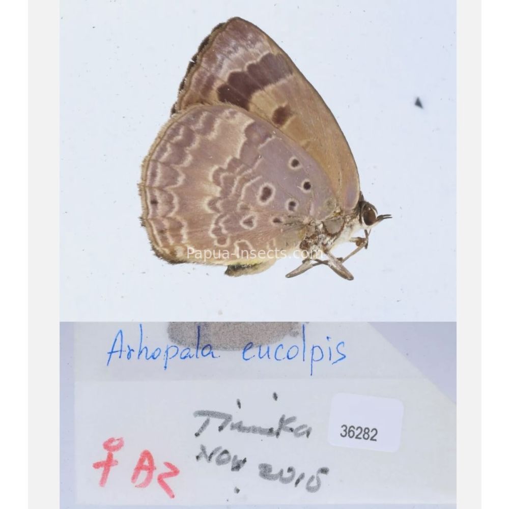 Arhopala sp. of Lycaenidae from different islads of Indonesia