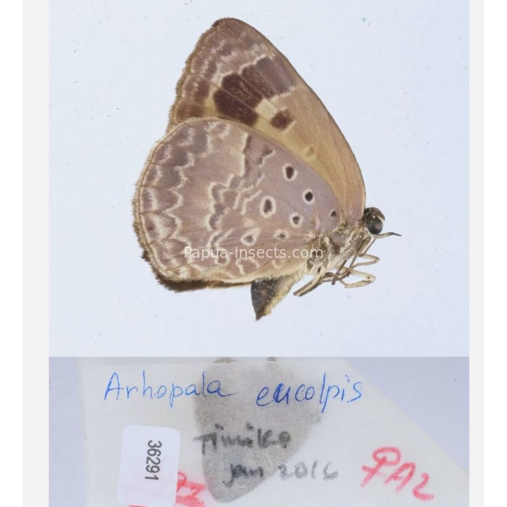 Arhopala sp. of Lycaenidae from different islads of Indonesia