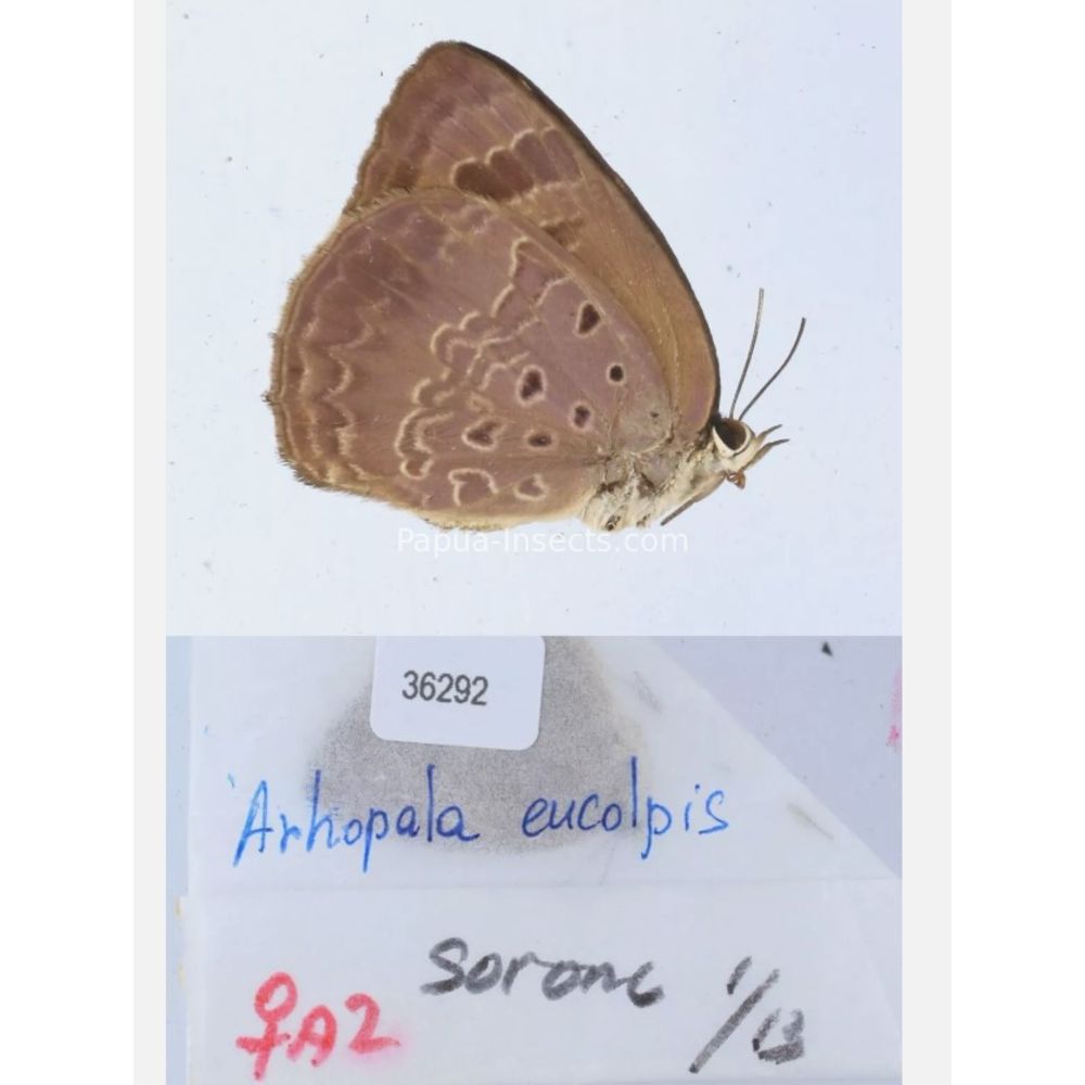 Arhopala sp. of Lycaenidae from different islads of Indonesia