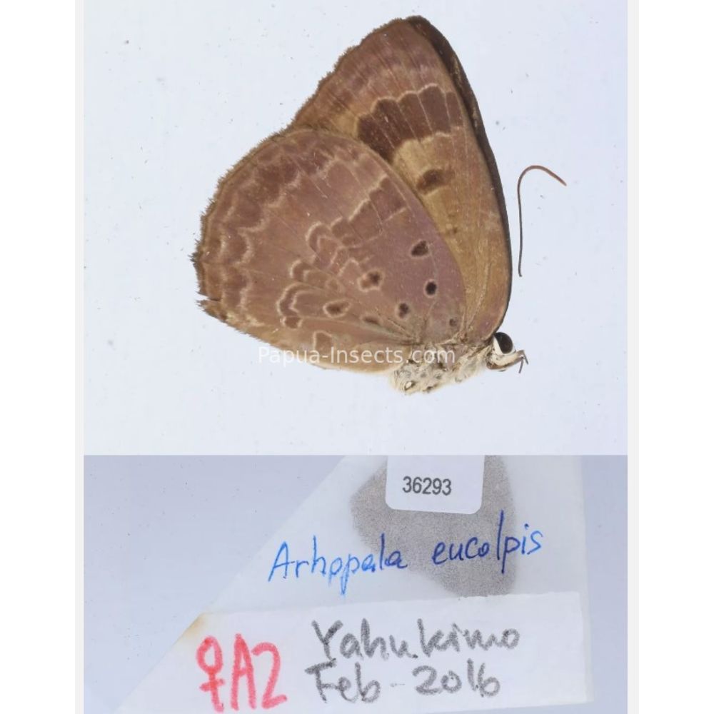 Arhopala sp. of Lycaenidae from different islads of Indonesia