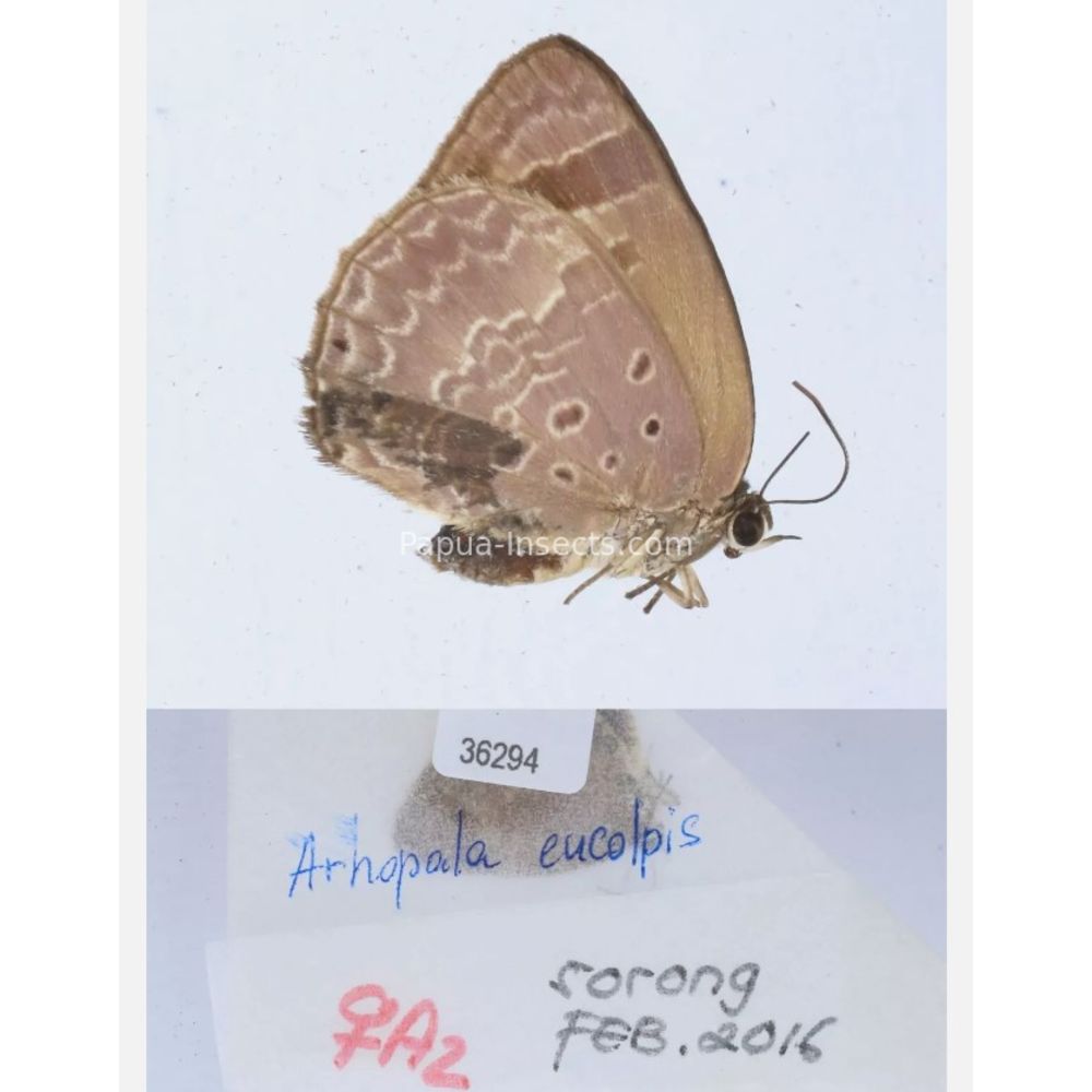 Arhopala sp. of Lycaenidae from different islads of Indonesia