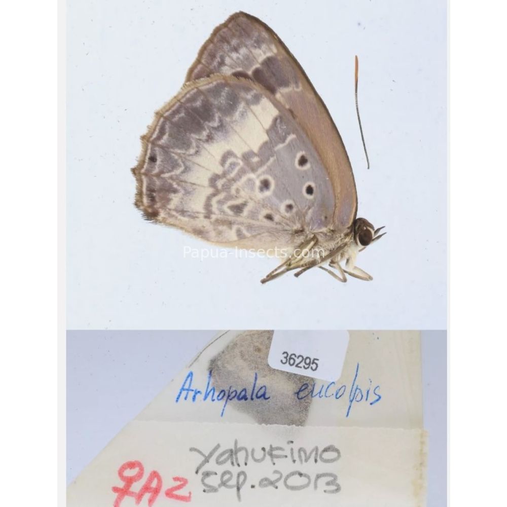 Arhopala sp. of Lycaenidae from different islads of Indonesia