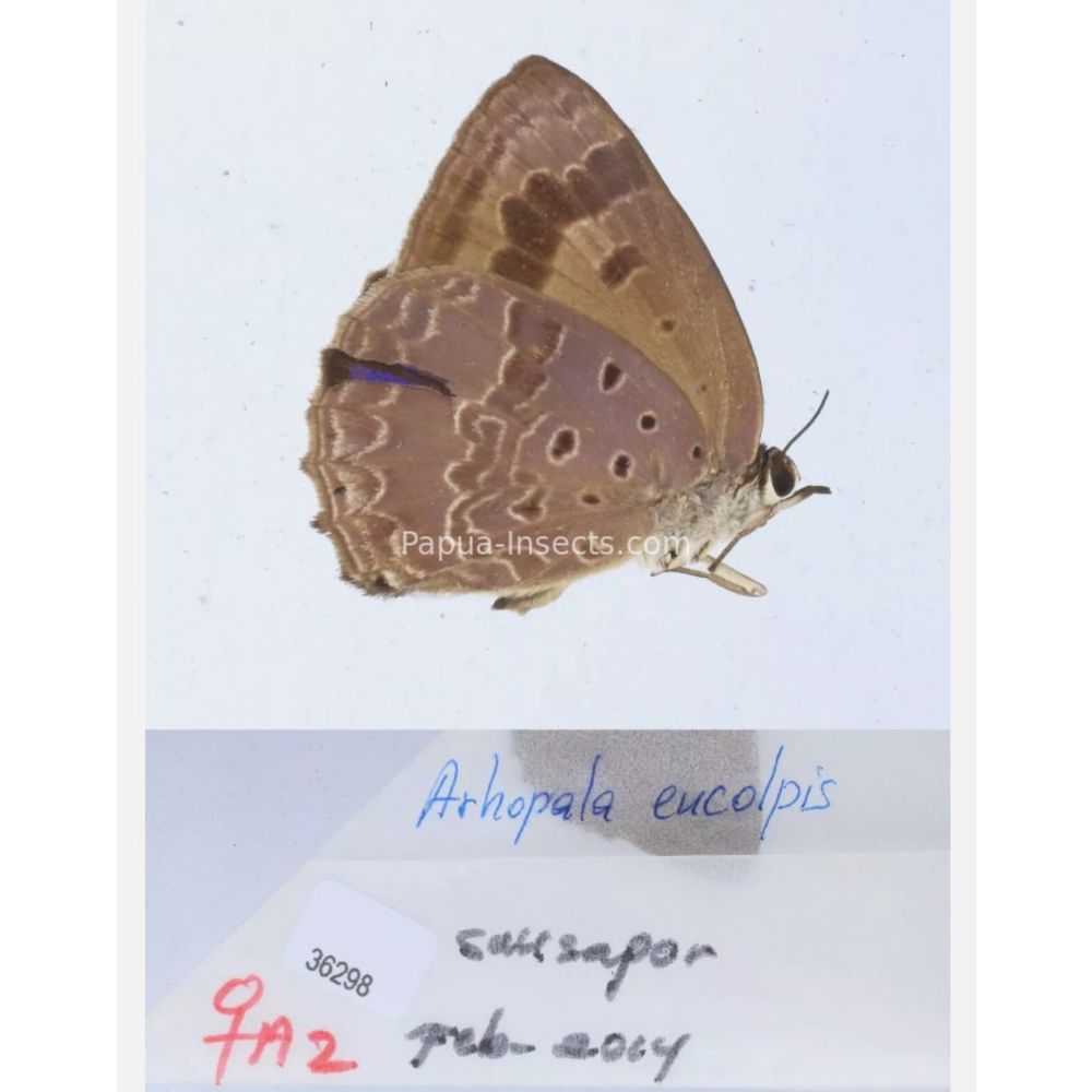 Arhopala sp. of Lycaenidae from different islads of Indonesia