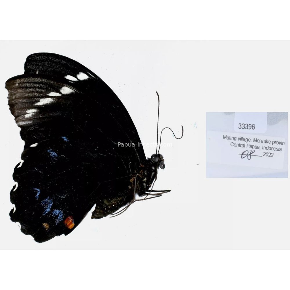 Papilio sp. Papilionidae from different islads of Indonesia West Papua