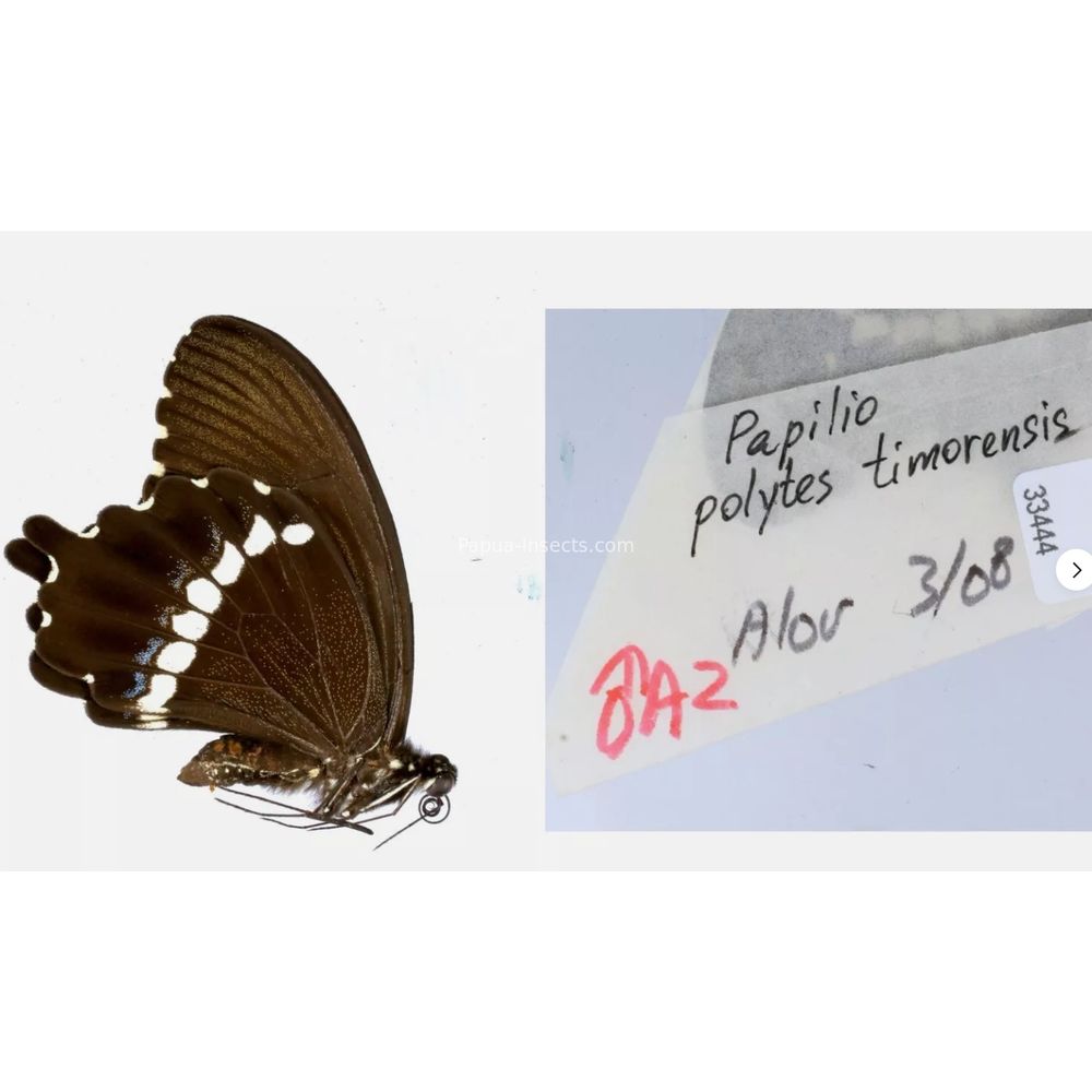 Papilio sp. Papilionidae from different islads of Indonesia West Papua