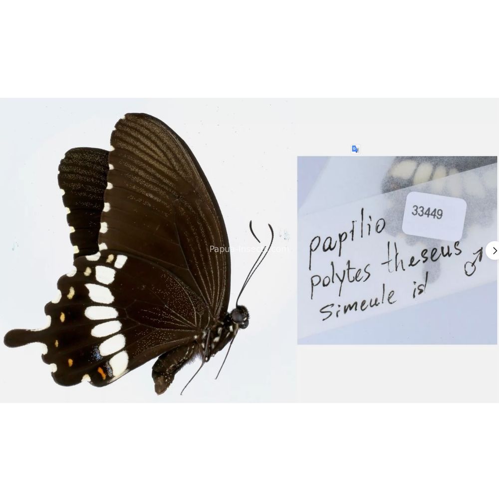 Papilio sp. Papilionidae from different islads of Indonesia West Papua