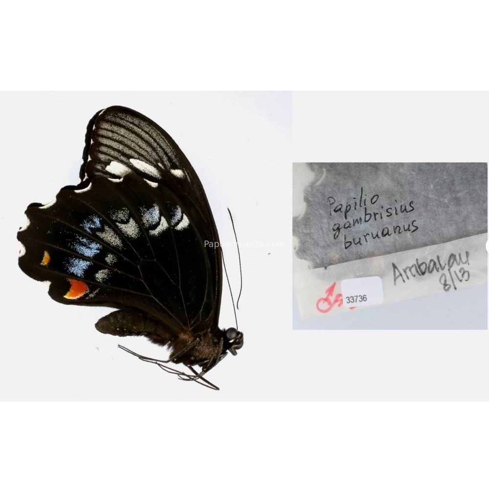 Papilio sp. Papilionidae from different islads of Indonesia