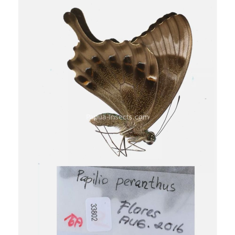 Papilio sp. Papilionidae from different islads of Indonesia