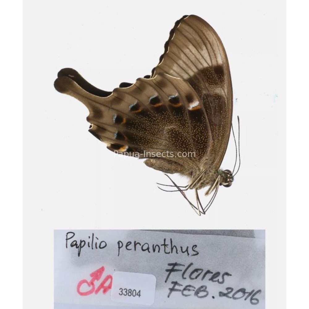 Papilio sp. Papilionidae from different islads of Indonesia