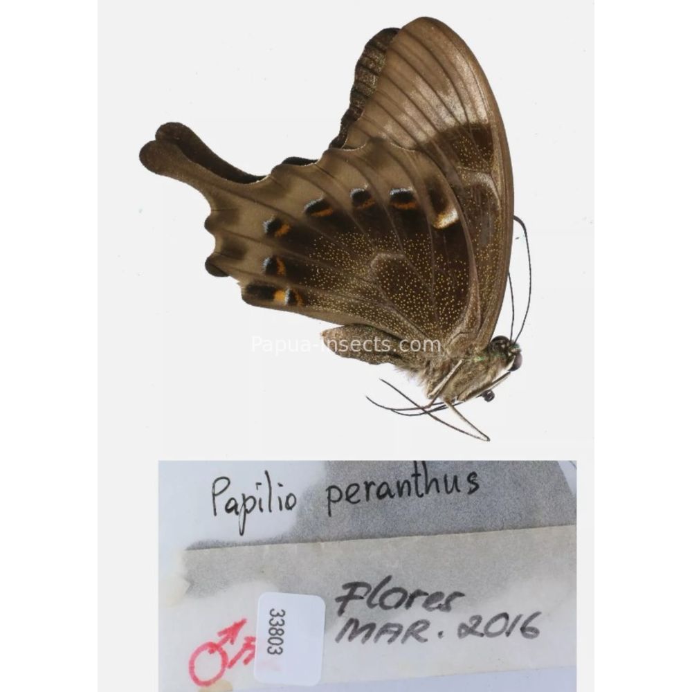 Papilio sp. Papilionidae from different islads of Indonesia