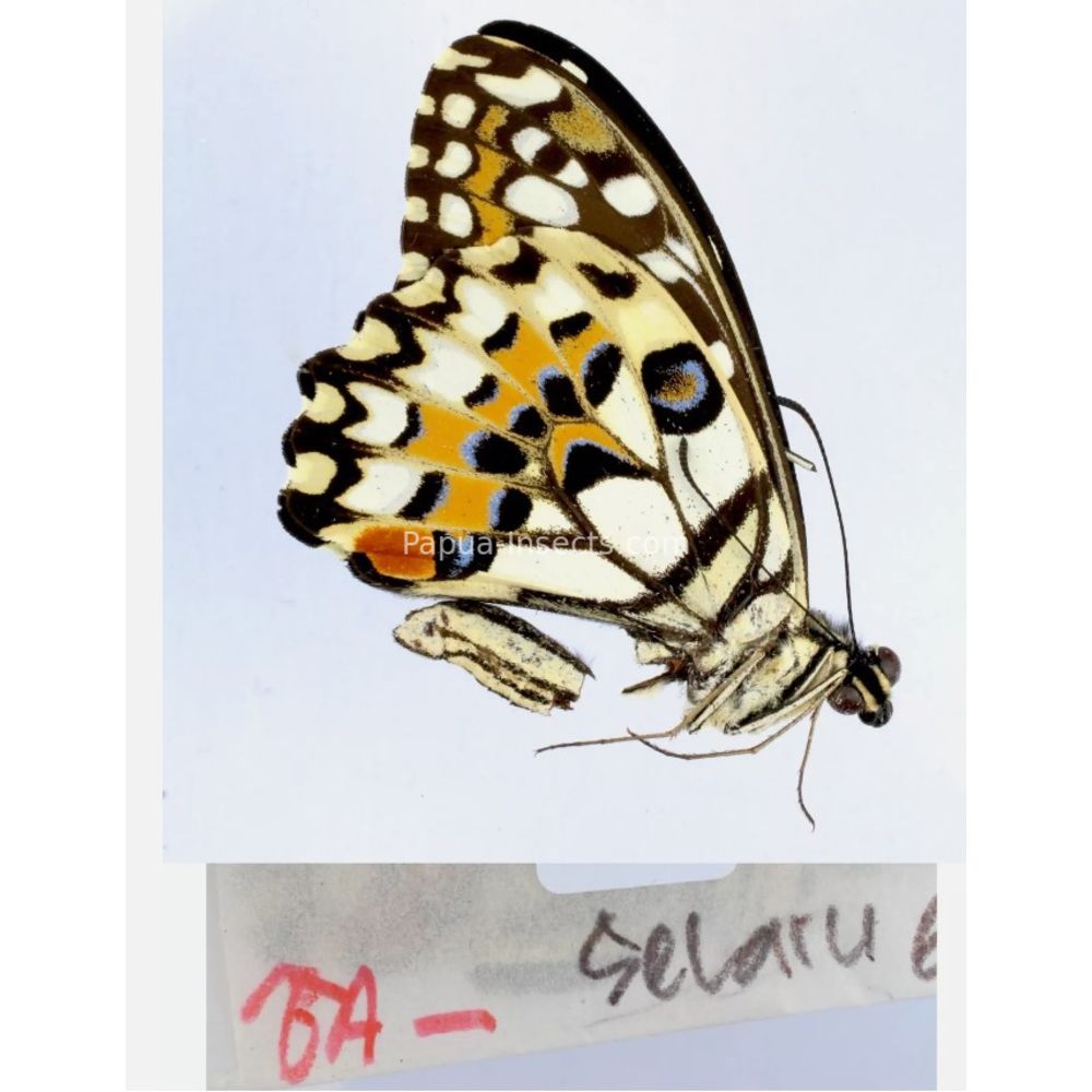 Papilio sp. Papilionidae from different islads of Indonesia