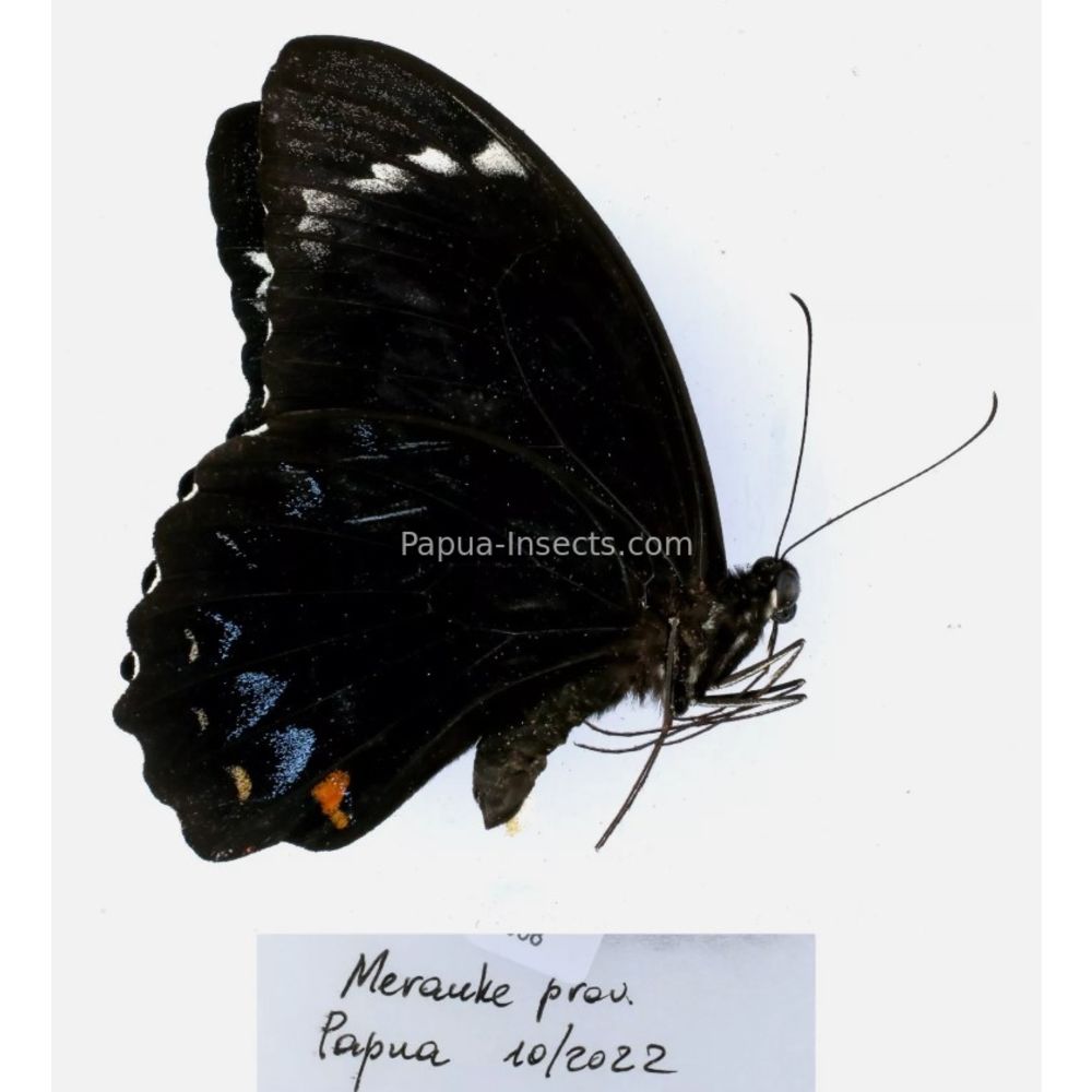 Papilio sp. Papilionidae from different islads of Indonesia