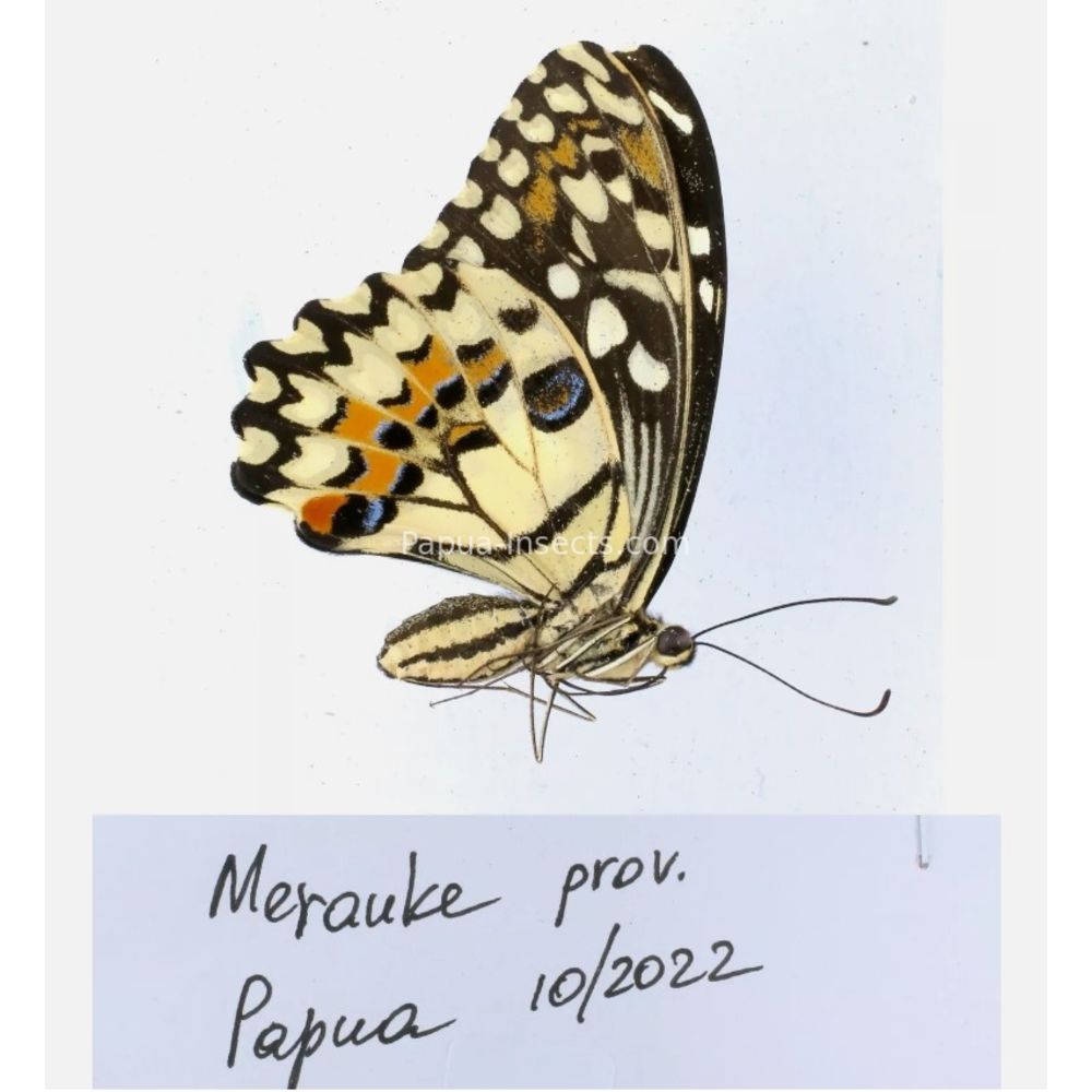 Papilio sp. Papilionidae from different islads of Indonesia