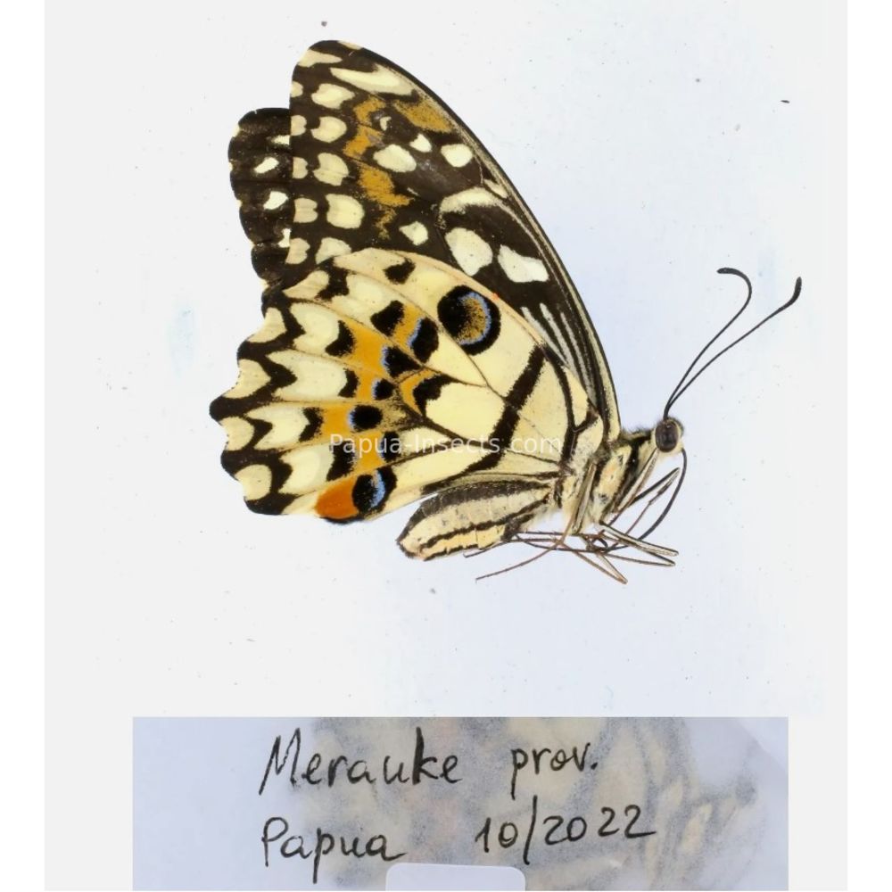 Papilio sp. Papilionidae from different islads of Indonesia