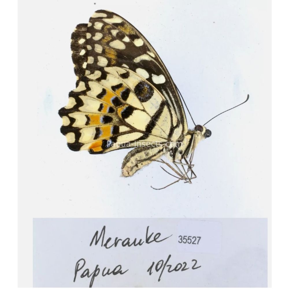 Papilio sp. Papilionidae from different islads of Indonesia