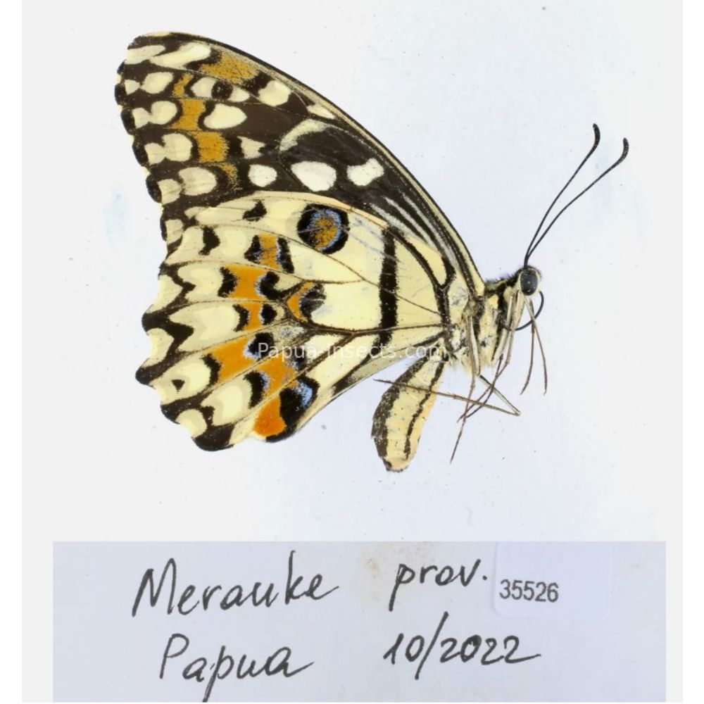 Papilio sp. Papilionidae from different islads of Indonesia