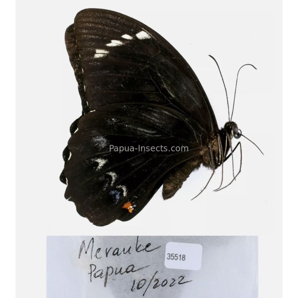 Papilio sp. Papilionidae from different islads of Indonesia