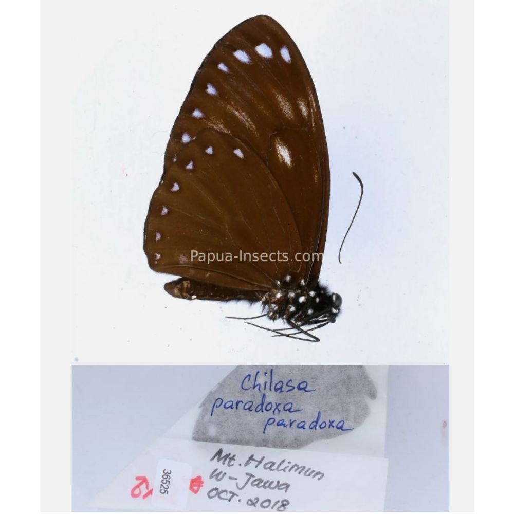 Papilio sp. Papilionidae from different islads of Indonesia