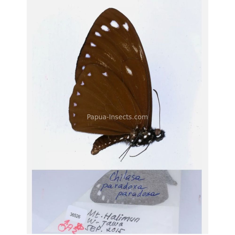 Papilio sp. Papilionidae from different islads of Indonesia