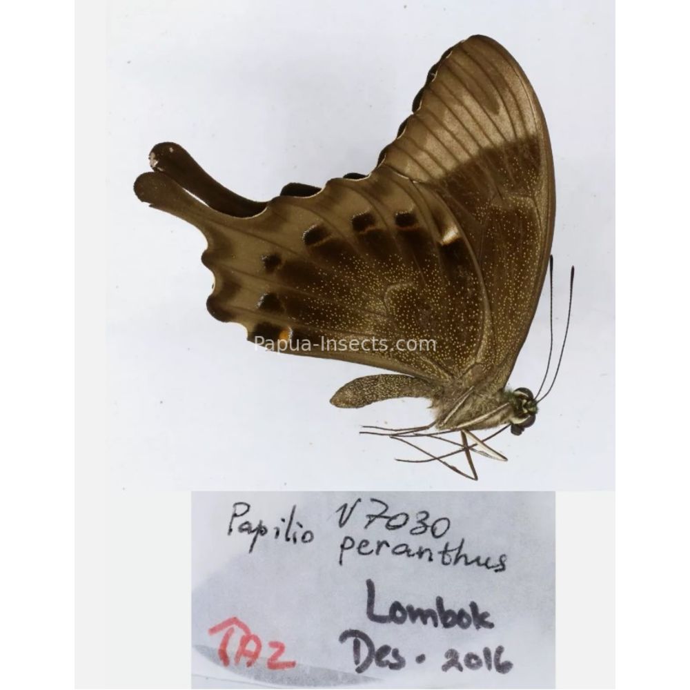 Papilio sp. Papilionidae from different islads of Indonesia