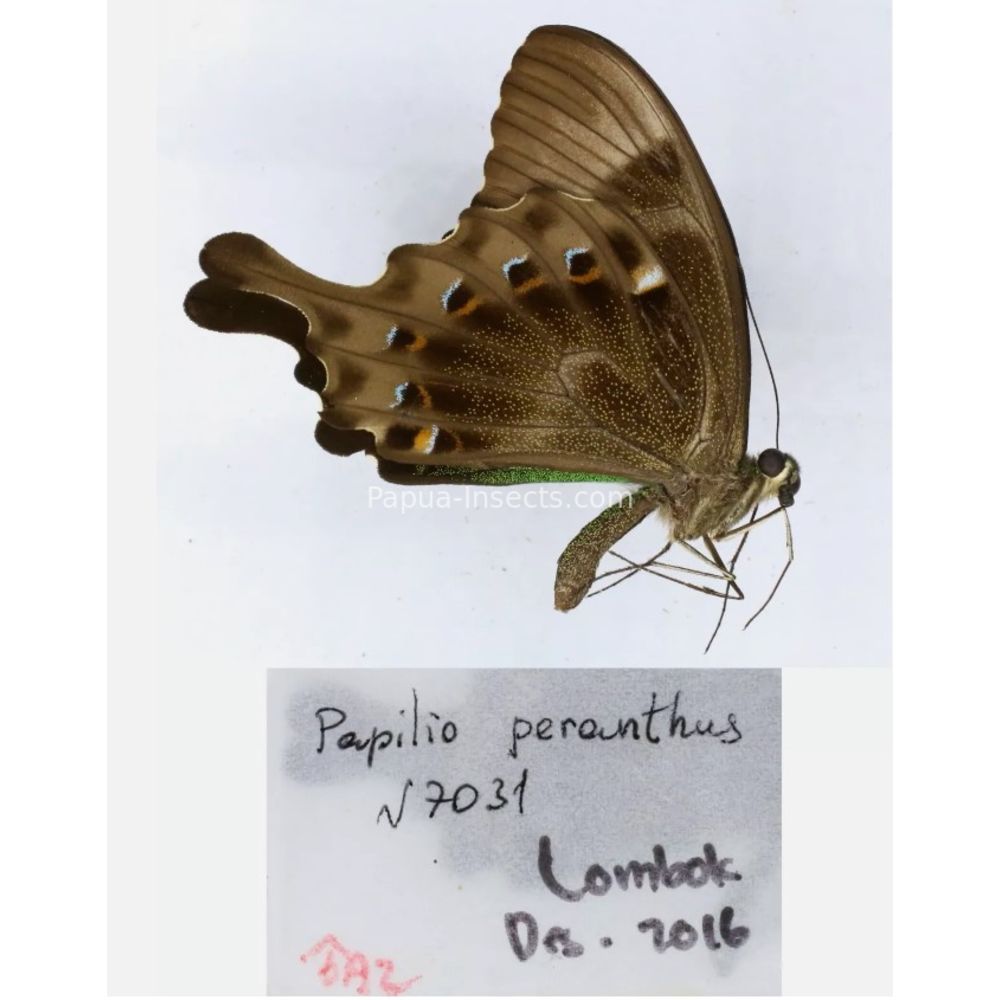 Papilio sp. Papilionidae from different islads of Indonesia