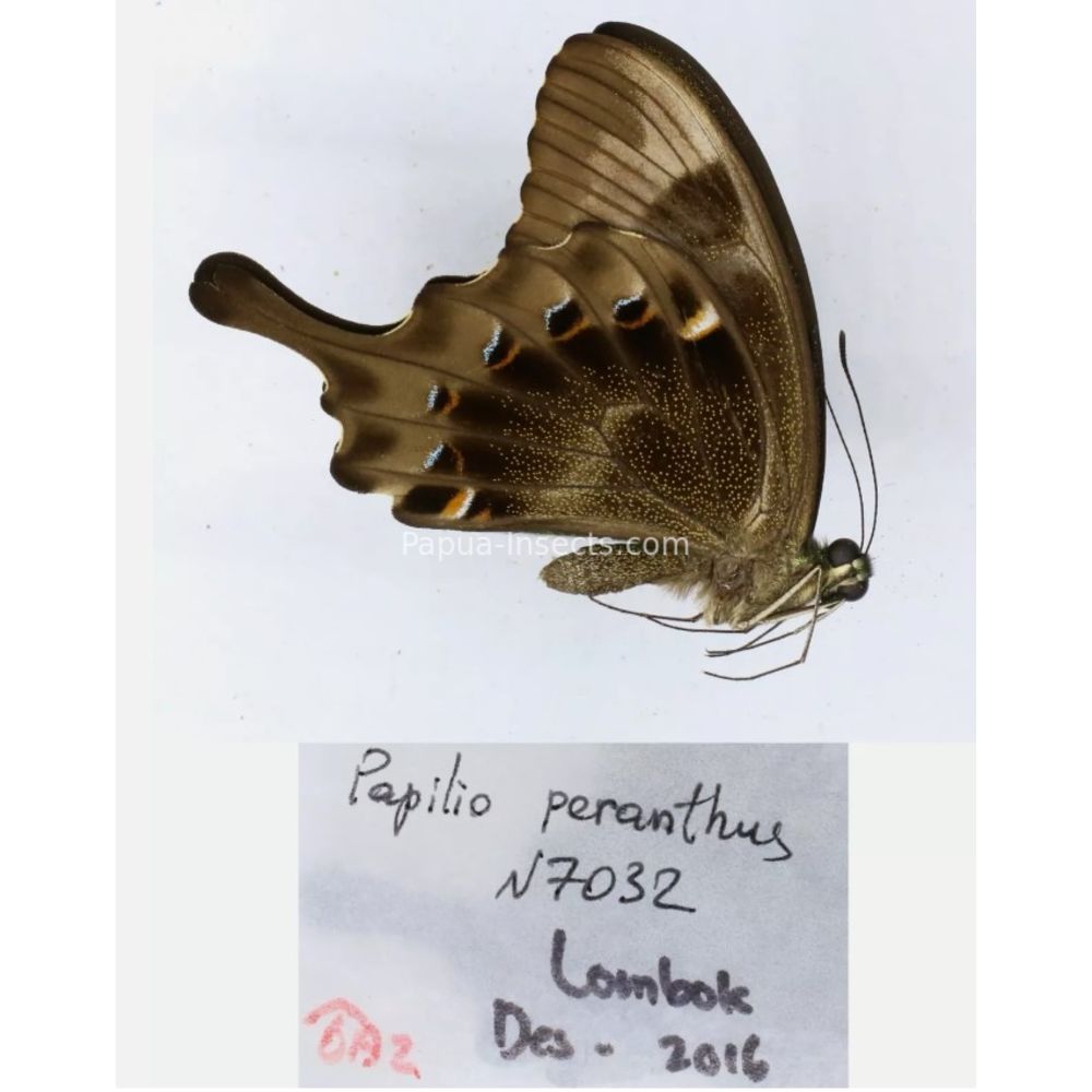 Papilio sp. Papilionidae from different islads of Indonesia