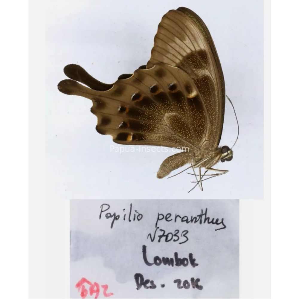 Papilio sp. Papilionidae from different islads of Indonesia