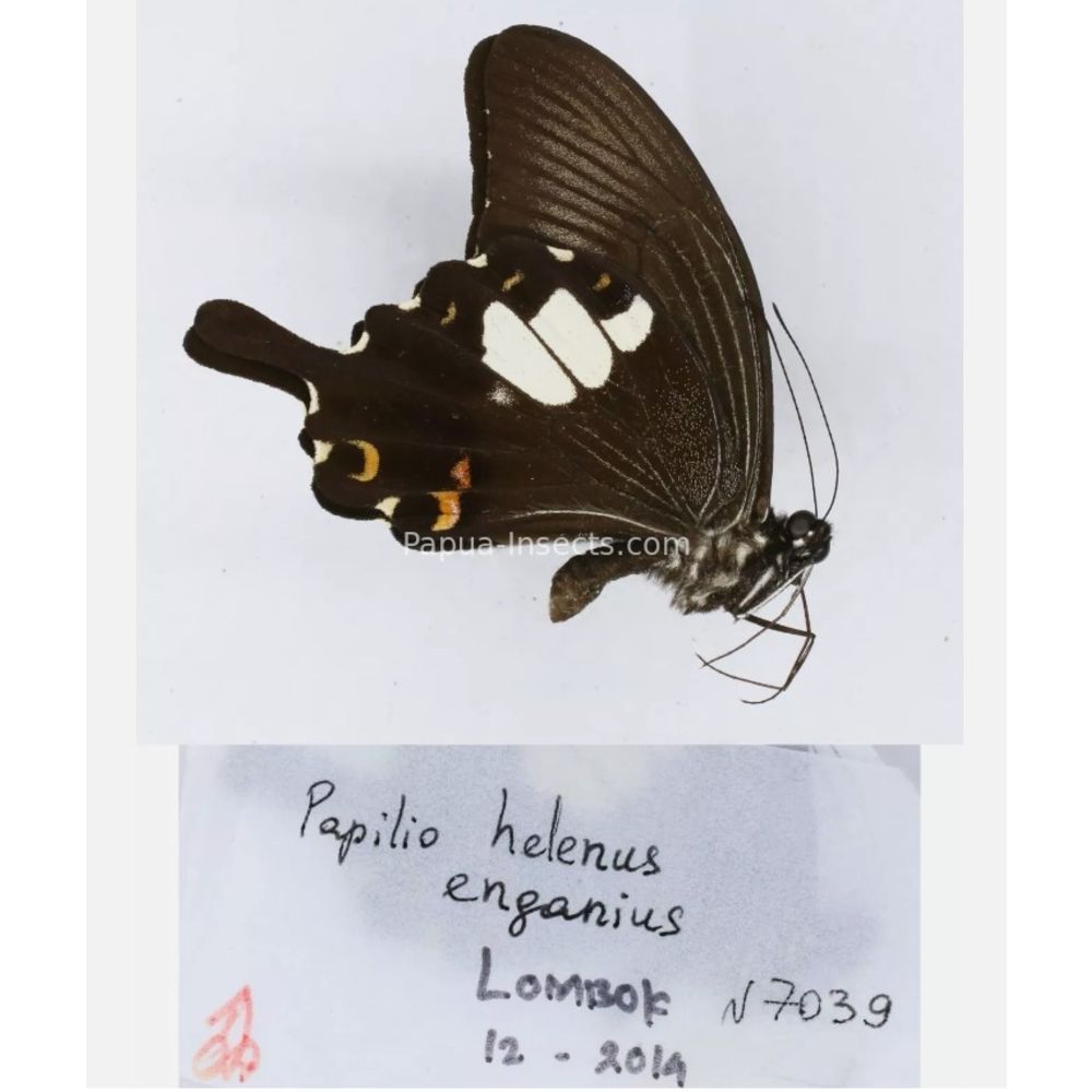 Papilio sp. Papilionidae from different islads of Indonesia