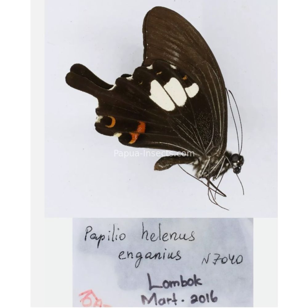 Papilio sp. Papilionidae from different islads of Indonesia