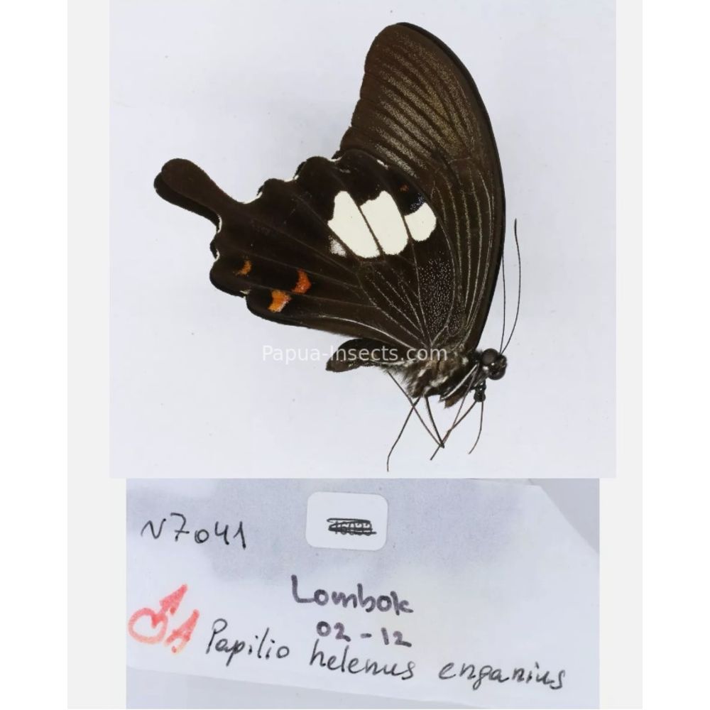 Papilio sp. Papilionidae from different islads of Indonesia