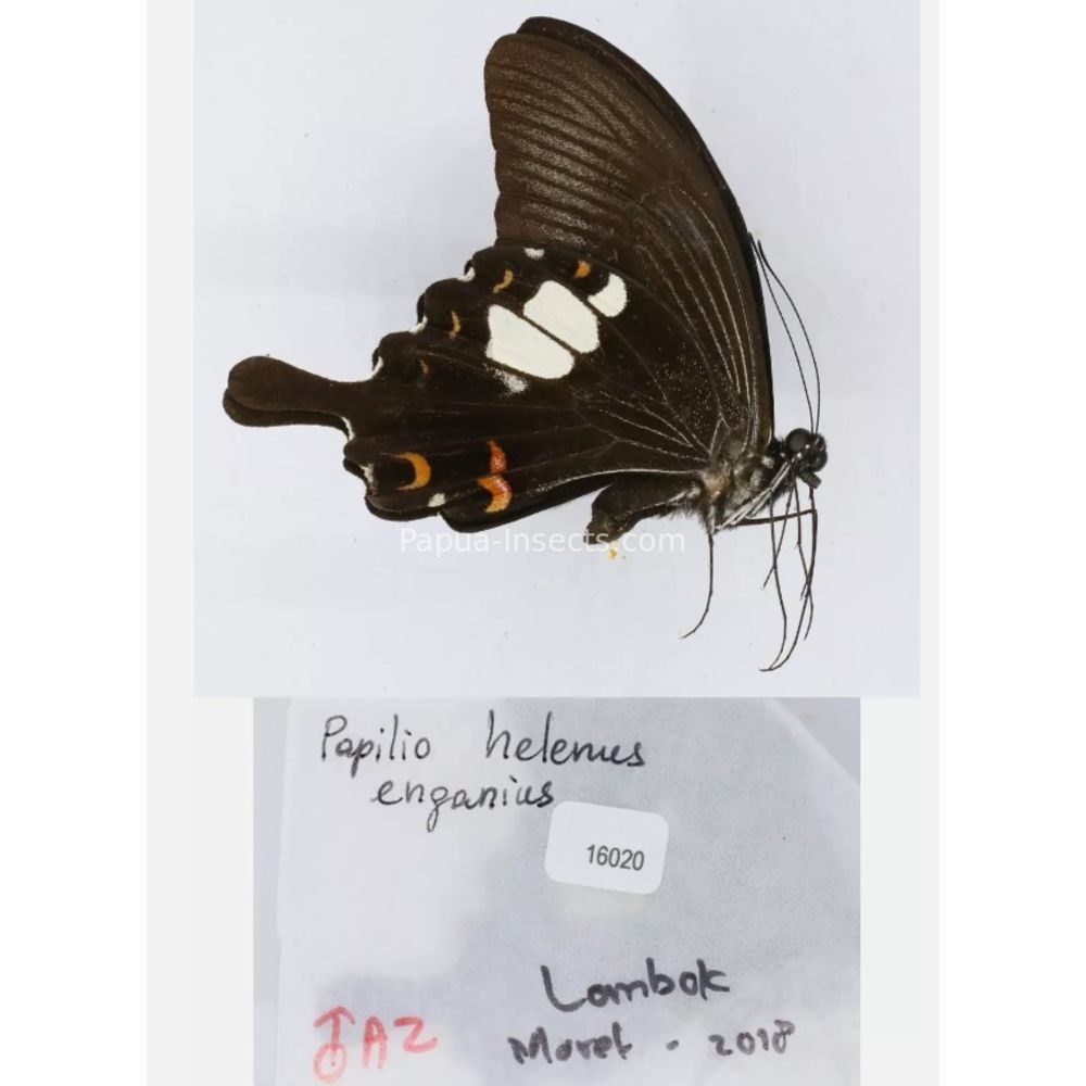 Papilio sp. Papilionidae from different islads of Indonesia