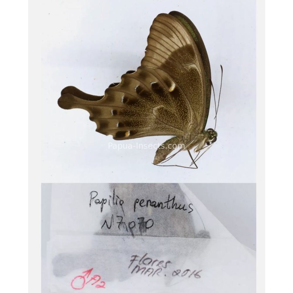 Papilio sp. Papilionidae from different islads of Indonesia