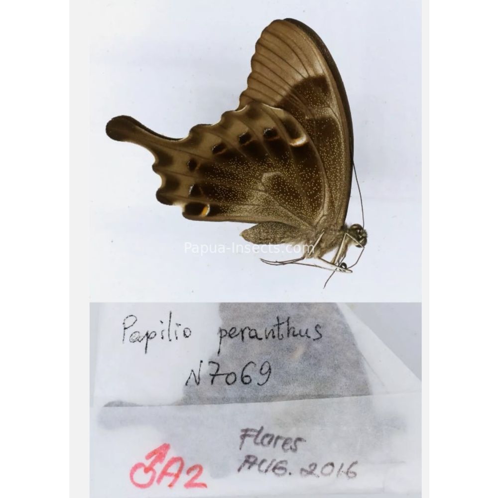 Papilio sp. Papilionidae from different islads of Indonesia