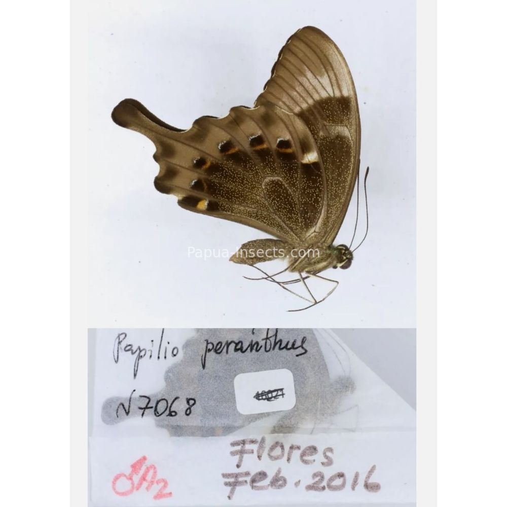 Papilio sp. Papilionidae from different islads of Indonesia