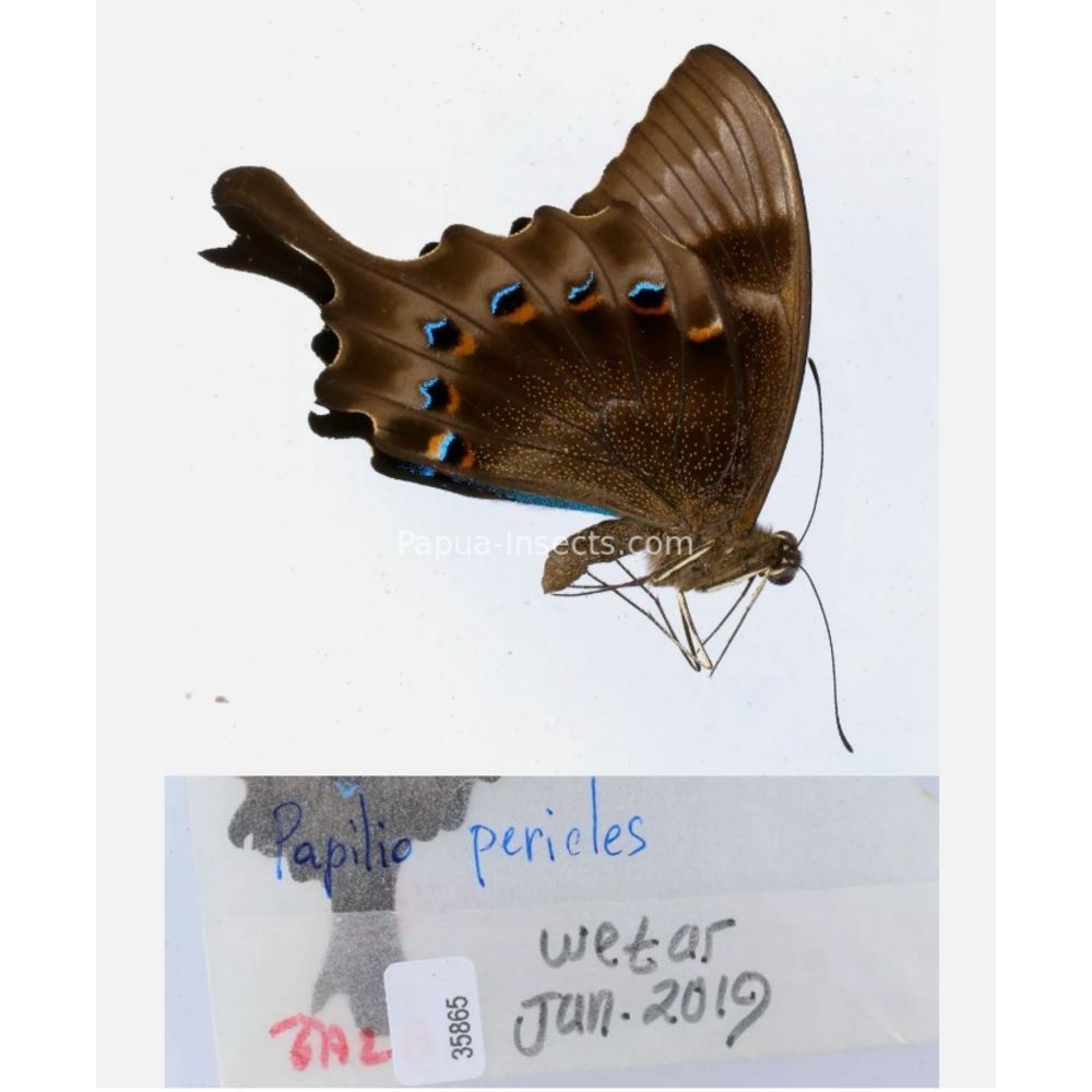 Papilio sp. Papilionidae from different islads of Indonesia