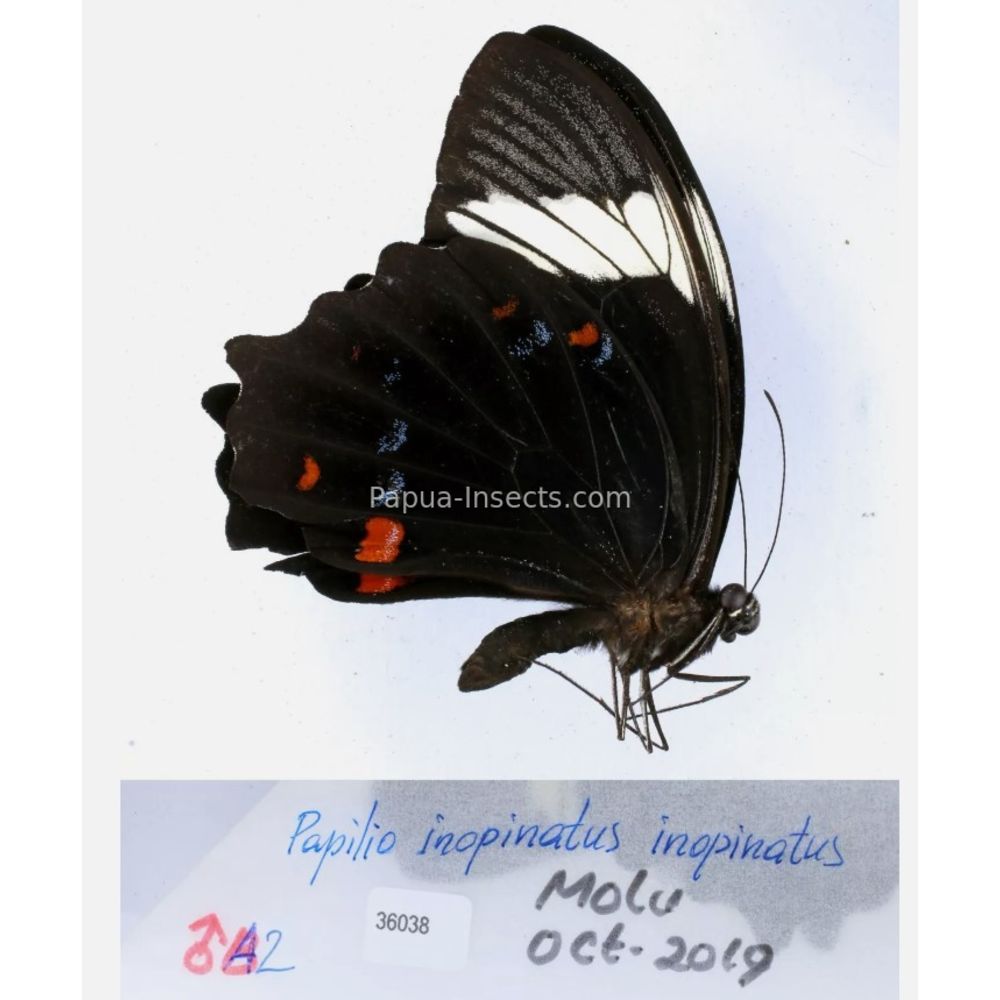 Papilio sp. Papilionidae from different islads of Indonesia