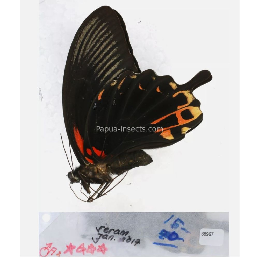 Papilio sp. Papilionidae from different islads of Indonesia