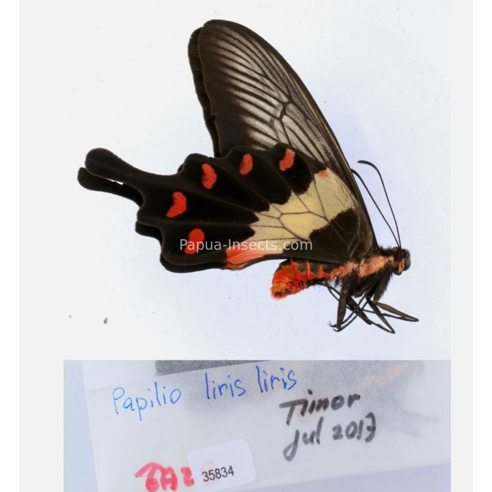 Papilio sp. Papilionidae from different islads of Indonesia