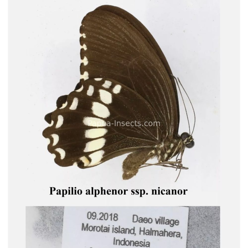 Papilio sp. Papilionidae from different islads of Indonesia