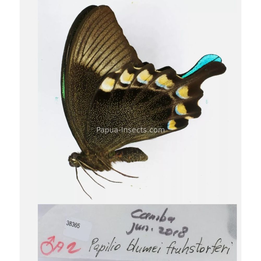 Papilio sp. Papilionidae from different islads of Indonesia