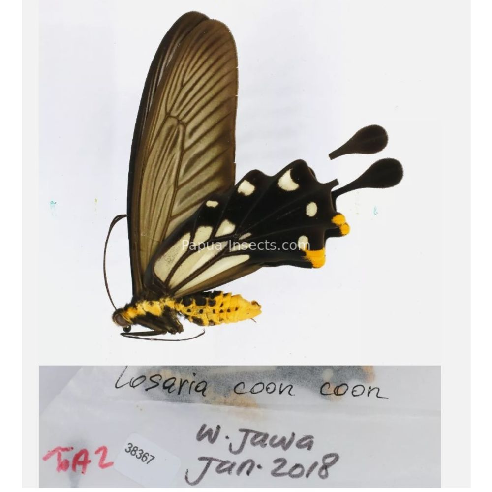 Papilio sp. Papilionidae from different islads of Indonesia