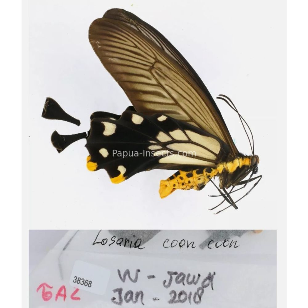 Papilio sp. Papilionidae from different islads of Indonesia