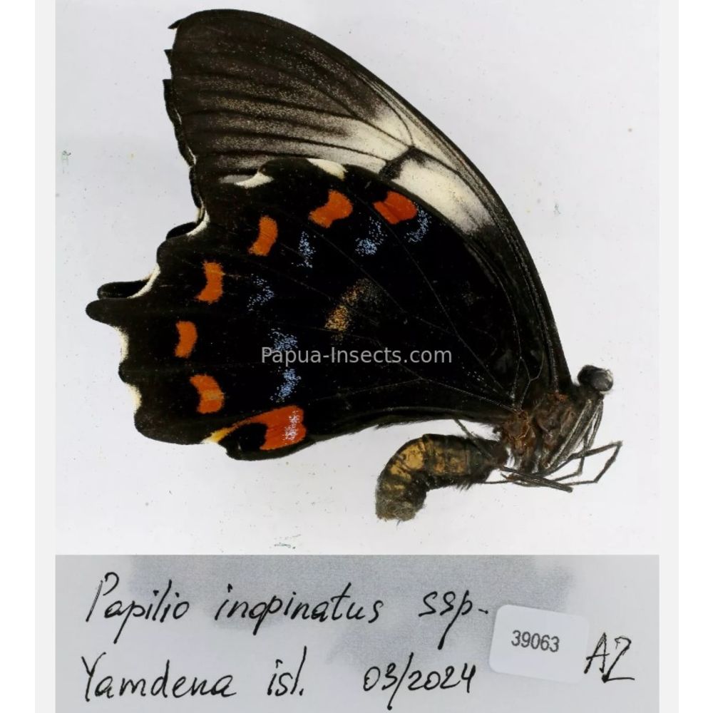 Papilio sp. Papilionidae from different islads of Indonesia