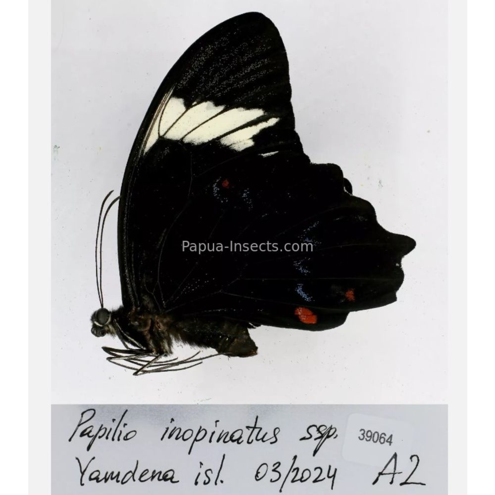 Papilio sp. Papilionidae from different islads of Indonesia