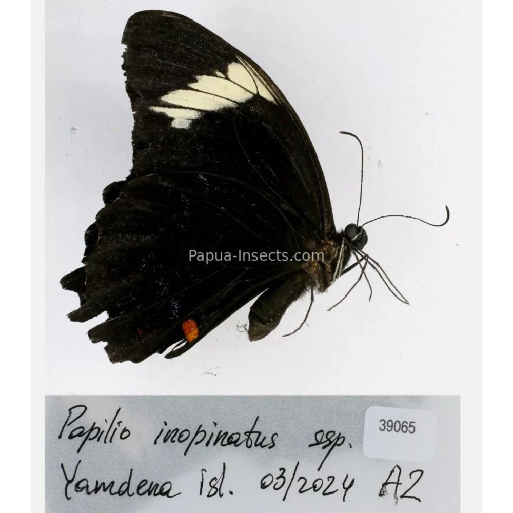 Papilio sp. Papilionidae from different islads of Indonesia