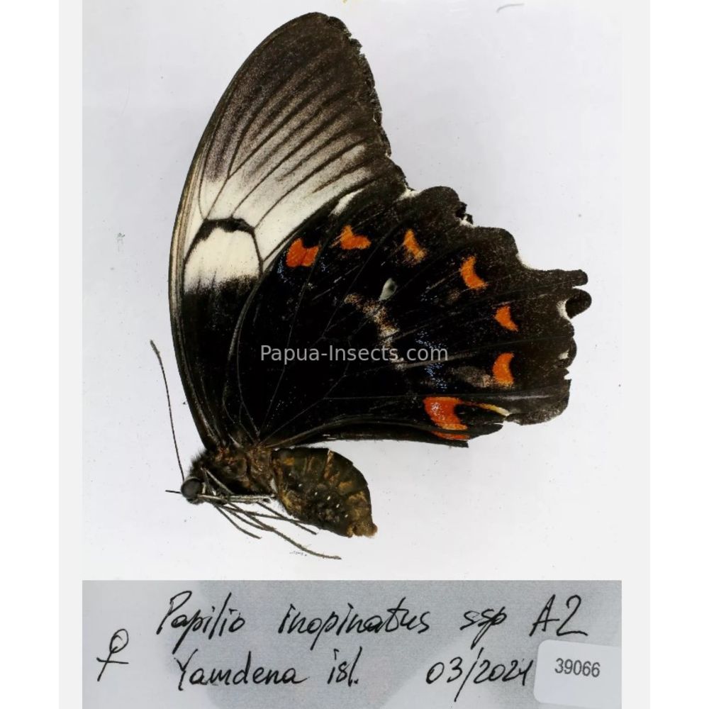 Papilio sp. Papilionidae from different islads of Indonesia