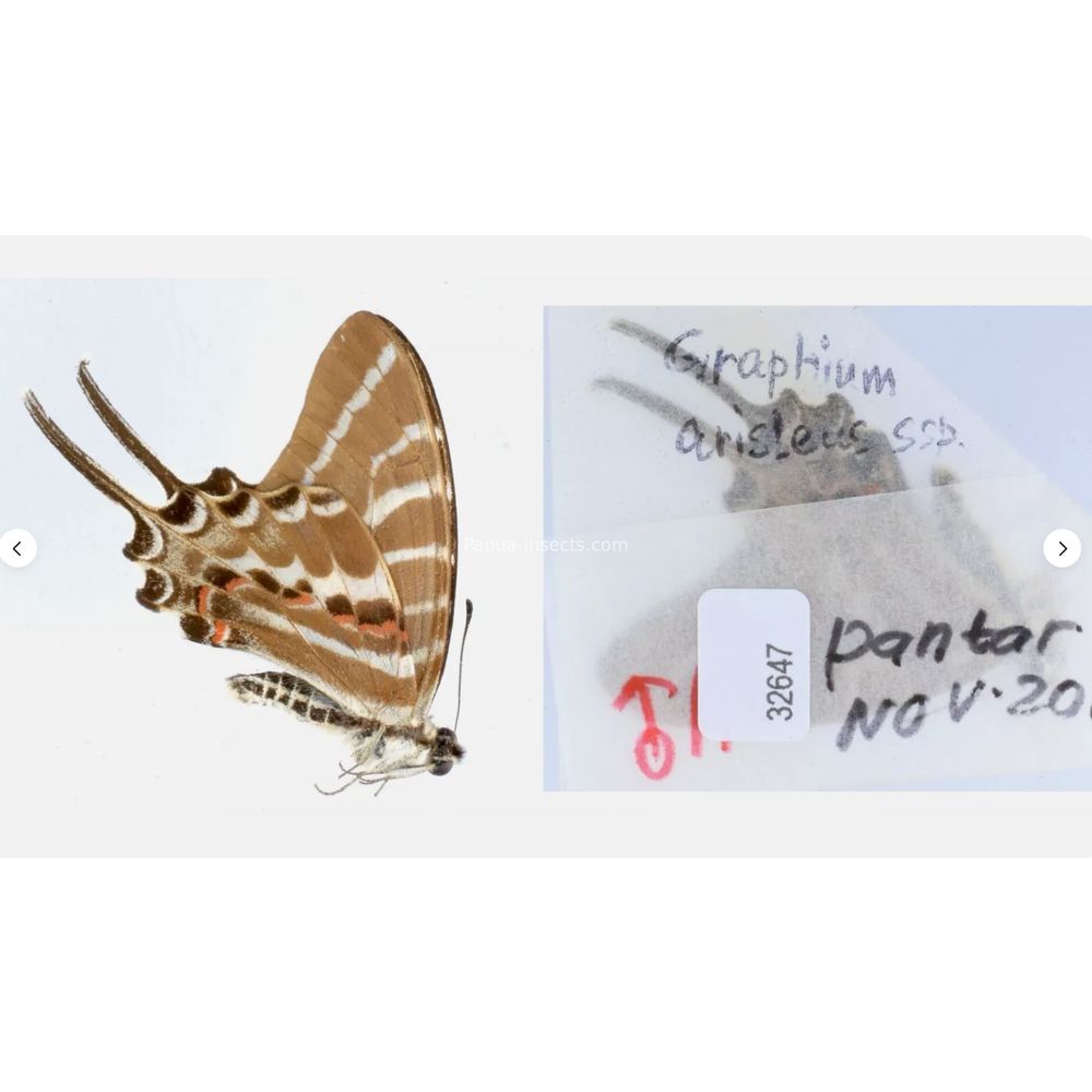 Different sp. of Graphium - Nymphalidae from different islads of Indonesia