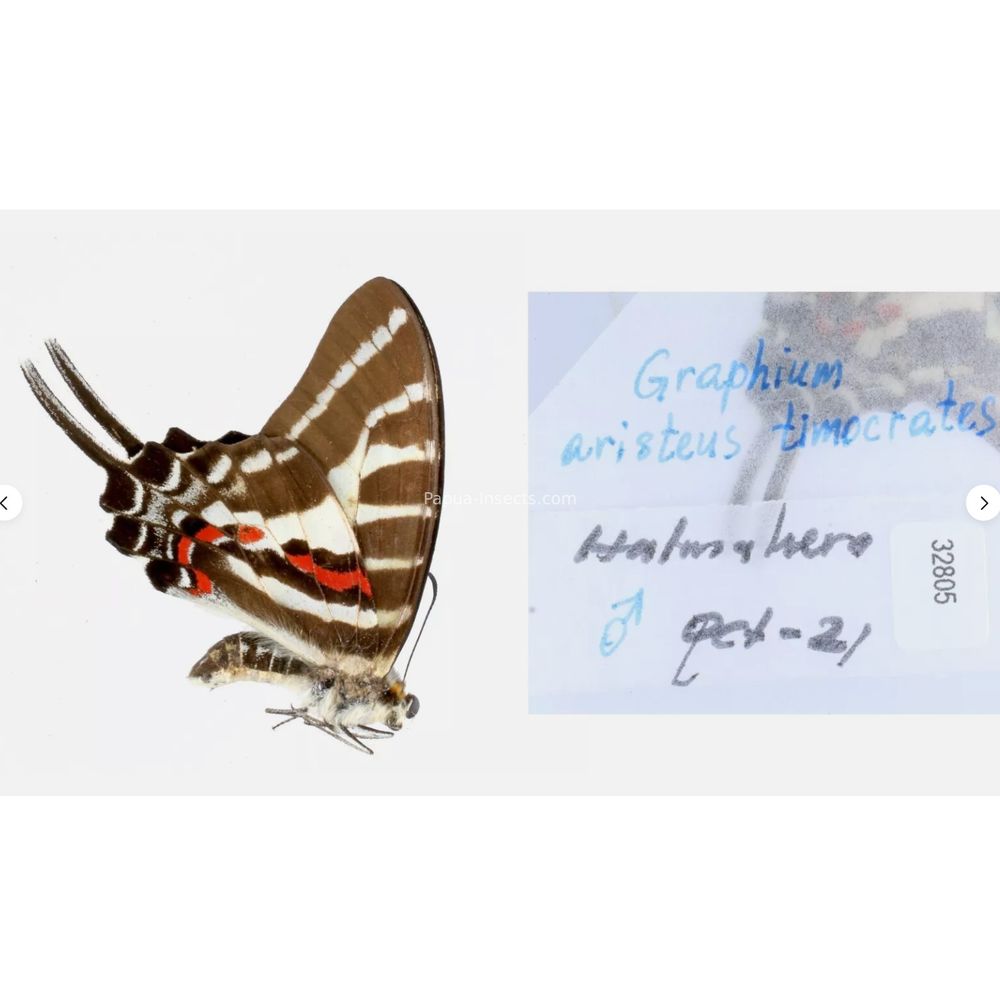 Different sp. of Graphium - Nymphalidae from different islads of Indonesia