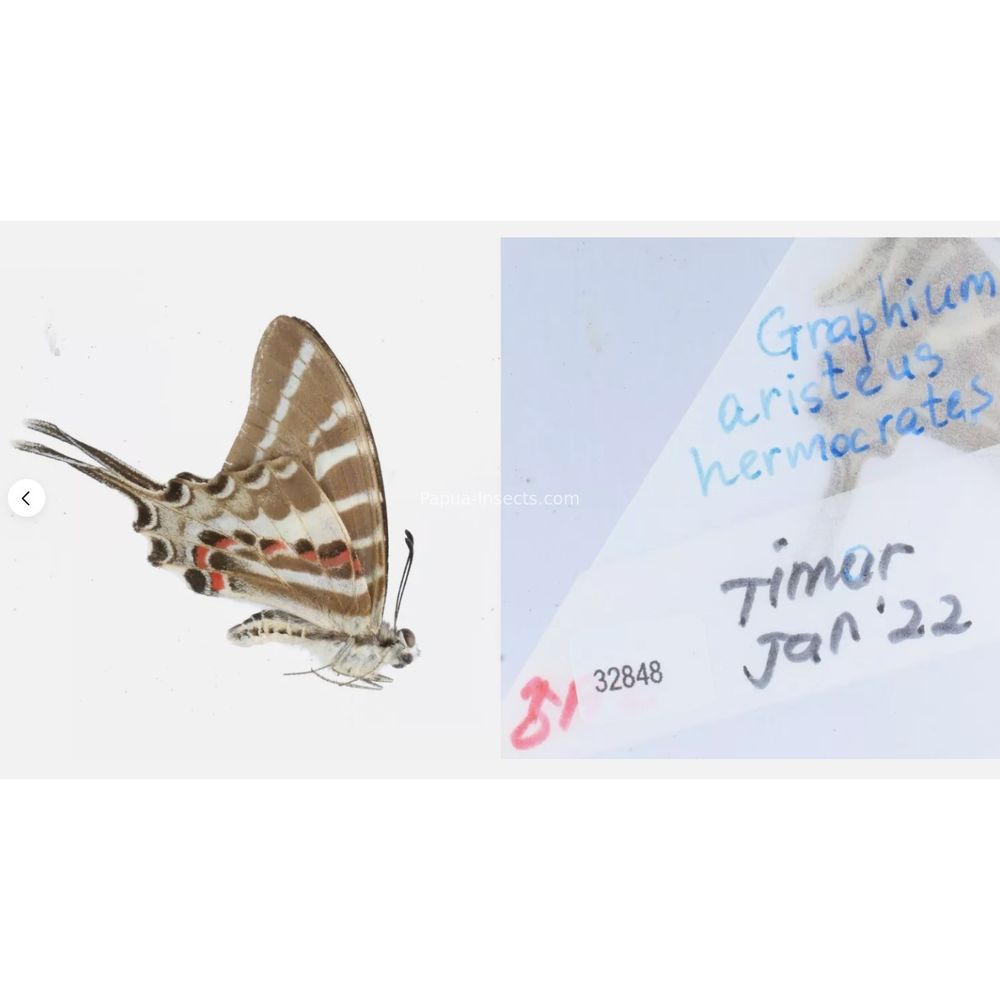 Different sp. of Graphium - Nymphalidae from different islads of Indonesia